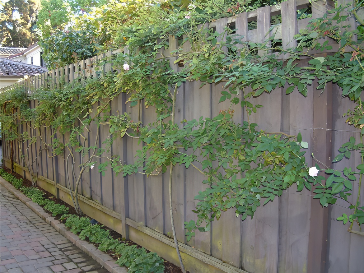 Wood Fence with Rose Cover