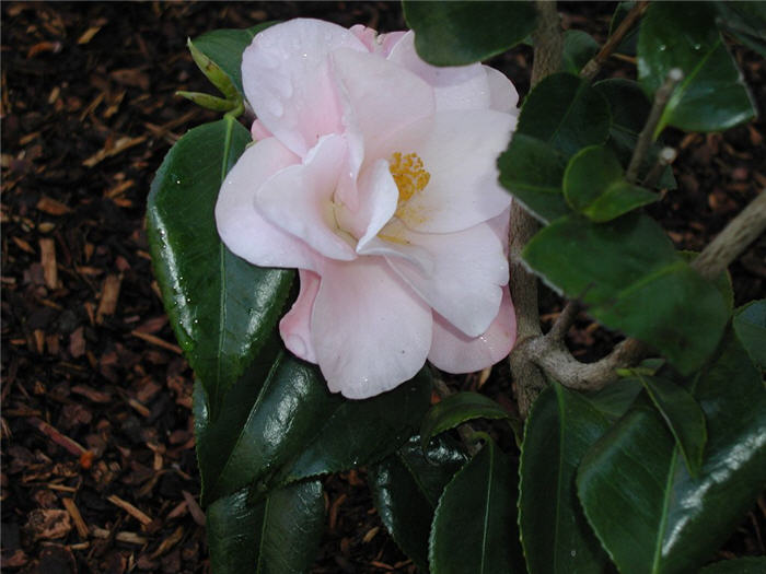 Plant photo of: Camellia japonica 'Magnoliaeflora'