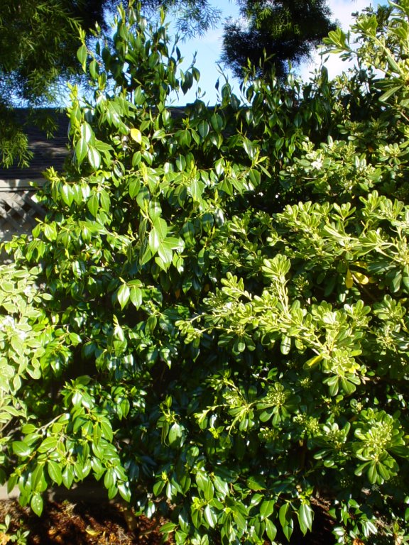 Plant photo of: Camellia japonica 'Magnoliaeflora'