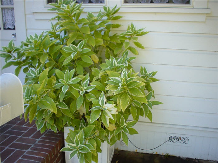 Plant photo of: Hydrangea macrophylla 'Variegata'