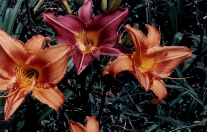 Plant photo of: Hemerocallis 'Orange Crush'