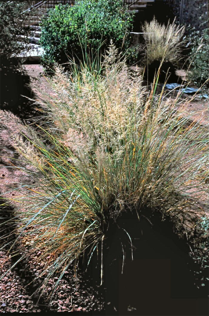 Plant photo of: Muhlenbergia emersleyi
