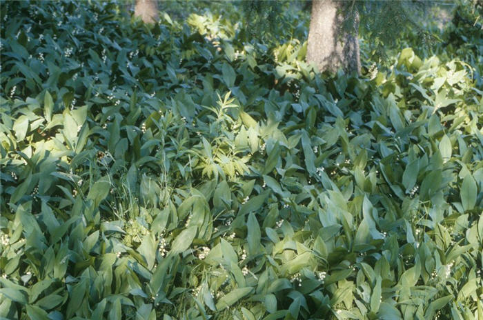 Plant photo of: Convallaria majalis