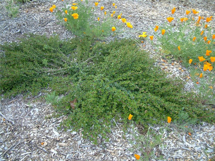 Plant photo of: Ceanothus gloriosus