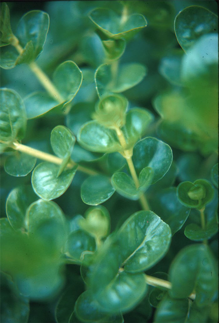 Plant photo of: Lysimachia nummularia