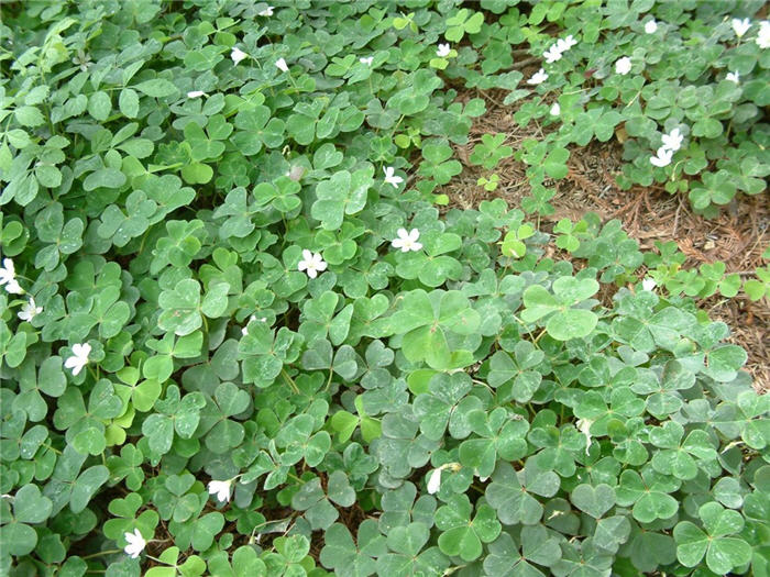 Plant photo of: Oxalis oregana