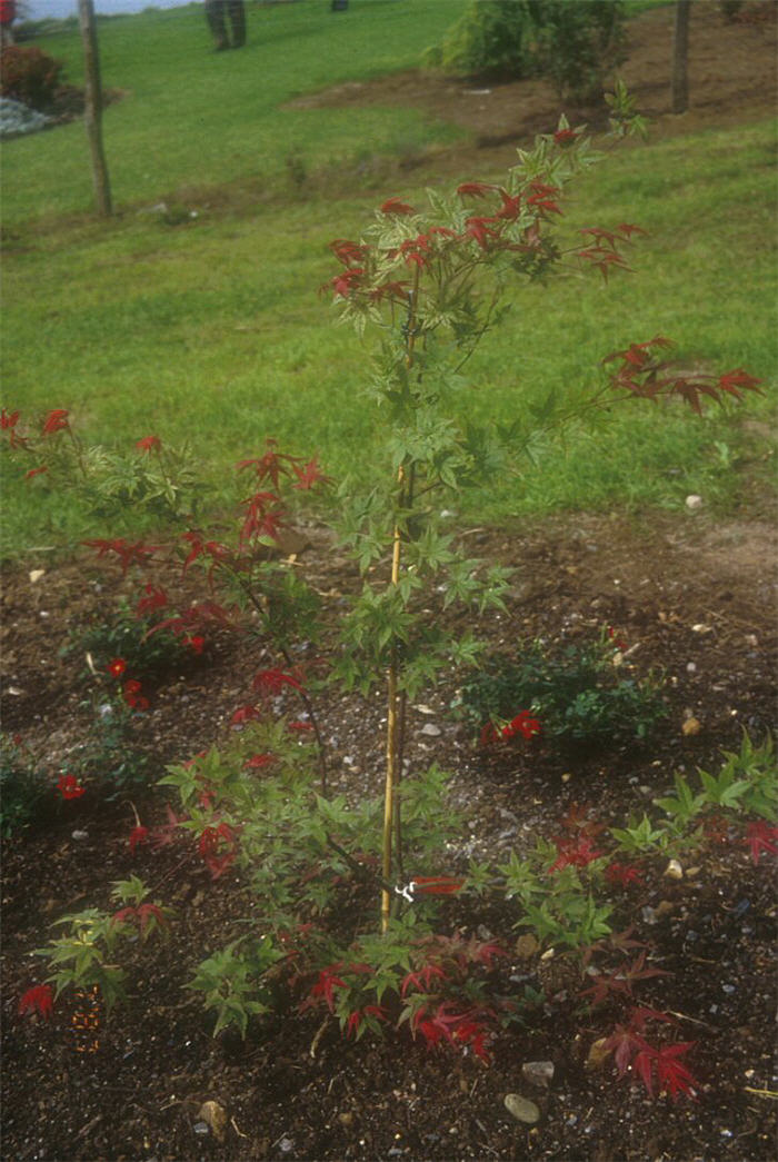 Plant photo of: Acer palmatum 'Shindeshojo'