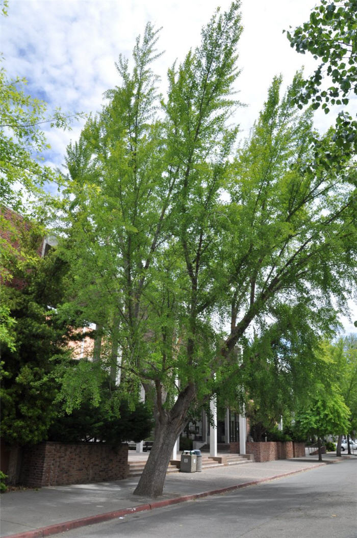 Saratoga Ginkgo Tree