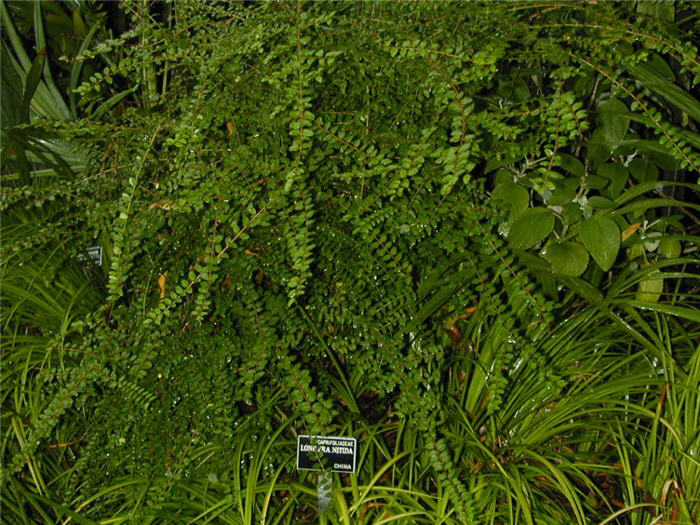 Plant photo of: Lonicera nitida 'Maigrun'