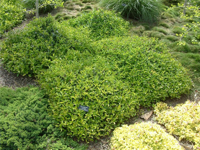 Plant photo of: Trachelospermum asiaticum