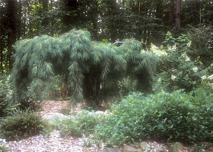 Plant photo of: Pinus strobus 'Nana Pendula'