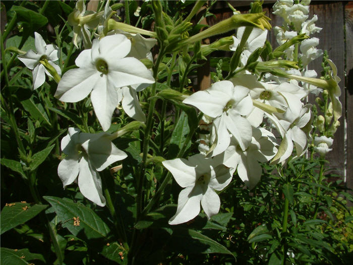 Plant photo of: Nicotiana alata 'Domino Mix'