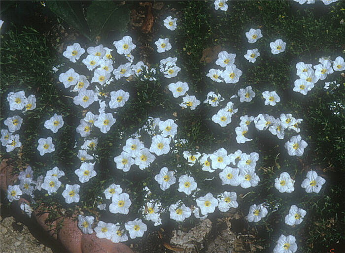 Plant photo of: Nierembergia caerulea 'Alba'