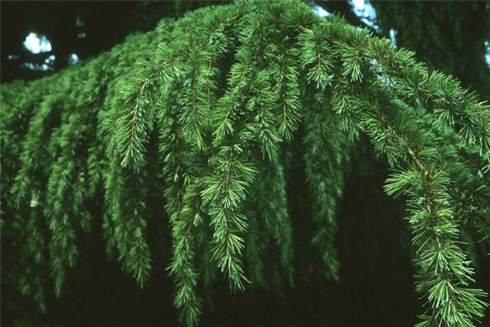 Plant photo of: Cedrus deodara
