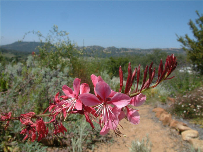 Plant photo of: Gaura lindheimeri 'Siskiyou Pink'