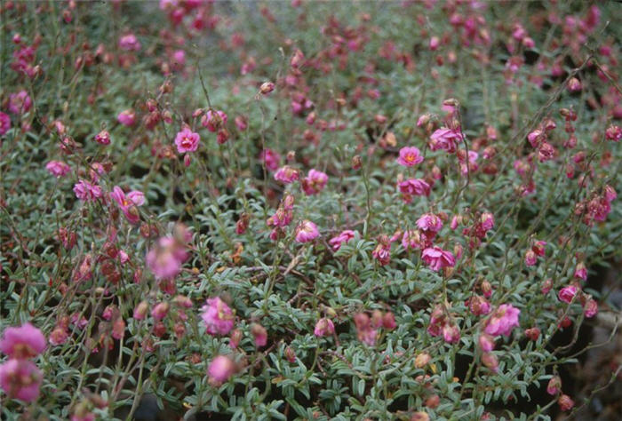 Plant photo of: Helianthemum nummularium 'Annabel'