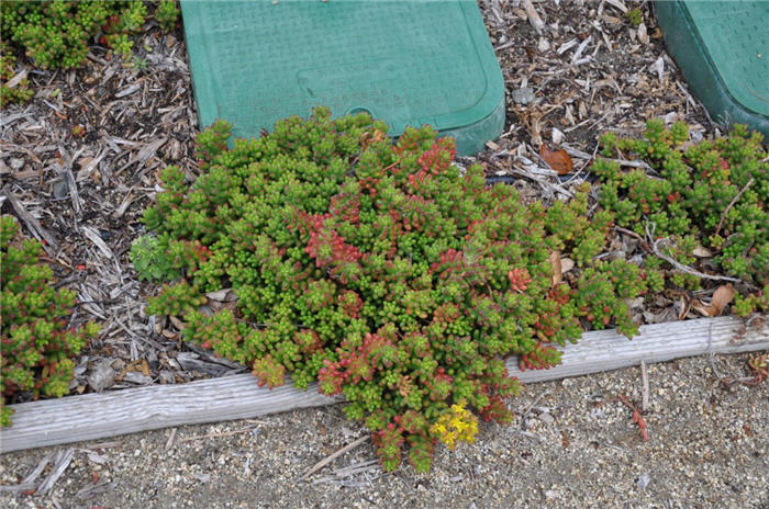 Plant photo of: Sedum spurium 'Tricolor'