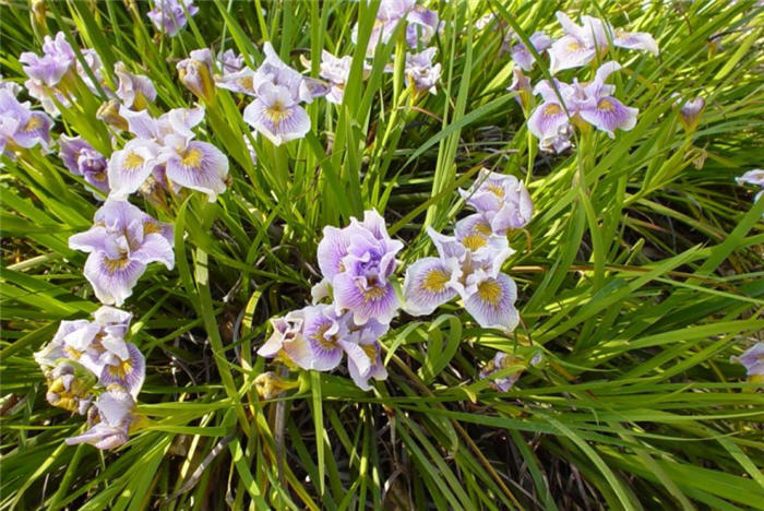 Purple Pacific Coast Iris