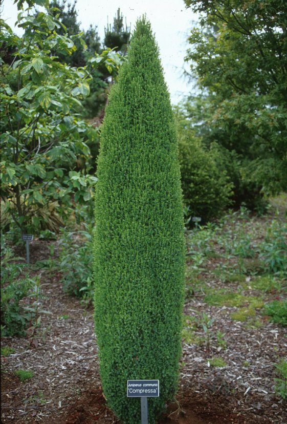 Plant photo of: Juniperus c. communis 'Compressa'