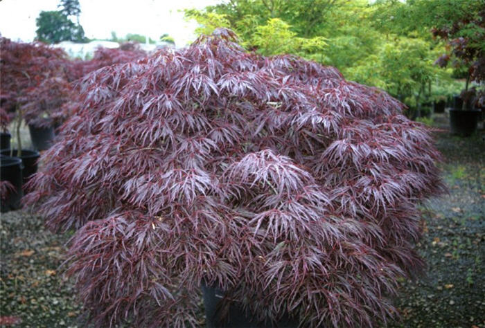 Plant photo of: Acer palmatum 'Dissectum Tamukeyama'