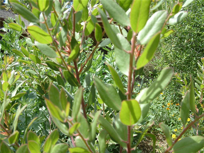 Plant photo of: Arctostaphylos manzanita