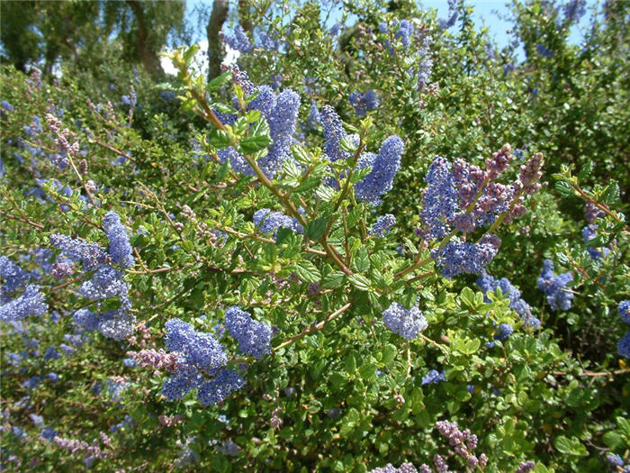 Frosty Blue Wild Lilac
