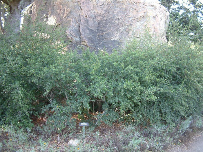 Plant photo of: Cercocarpus ledifolius