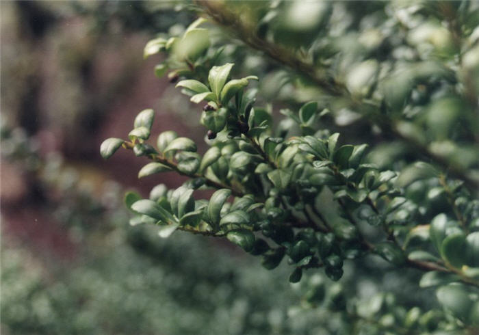 Plant photo of: Ilex crenata