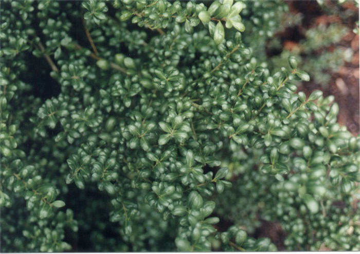Plant photo of: Ilex crenata