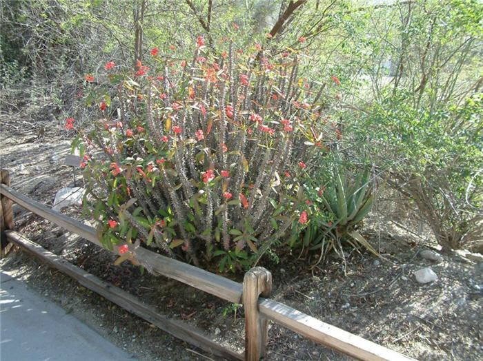 Euphorbia 'Apache Red'