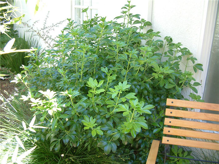 Plant photo of: Choisya ternata