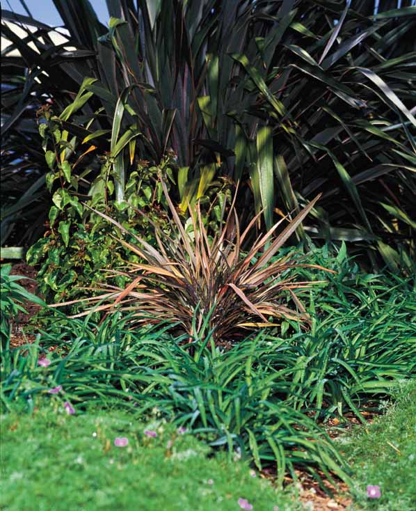 Plant photo of: Phormium 'Maori Queen'
