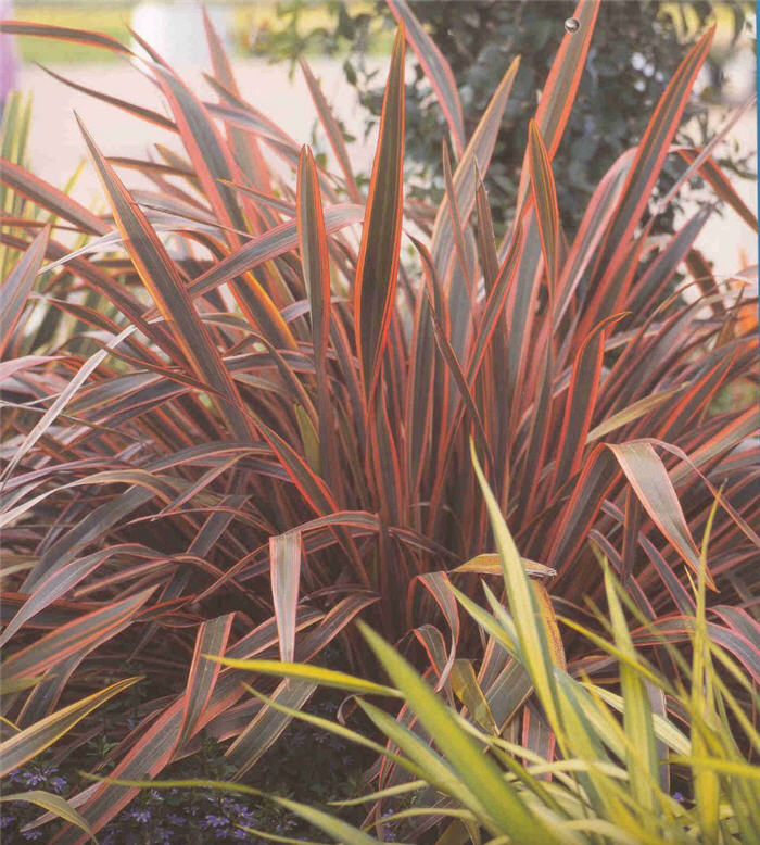Plant photo of: Phormium 'Pink Stripe'