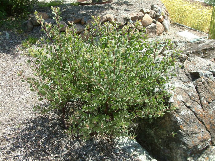 Plant photo of: Arctostaphylos bakeri 'Louis Edmunds'