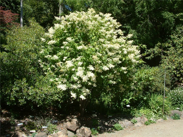 Plant photo of: Hydrangea paniculata 'Grandiflora'