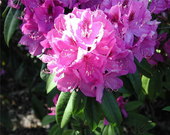 Anah Kruschke' Rhododendron
