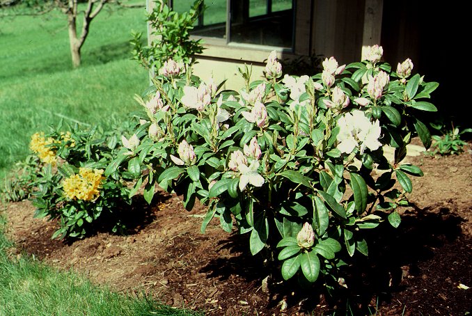 Gomer Waterer Rhododendron