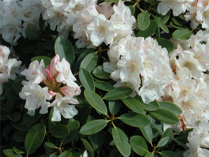 Unique Rhododendron