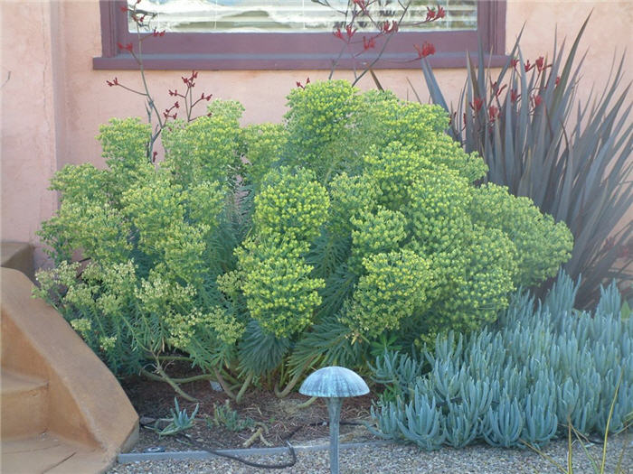 Euphorbia characias wulfenii