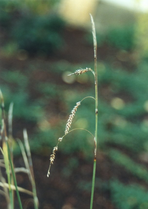 Plant photo of: Carex nigra