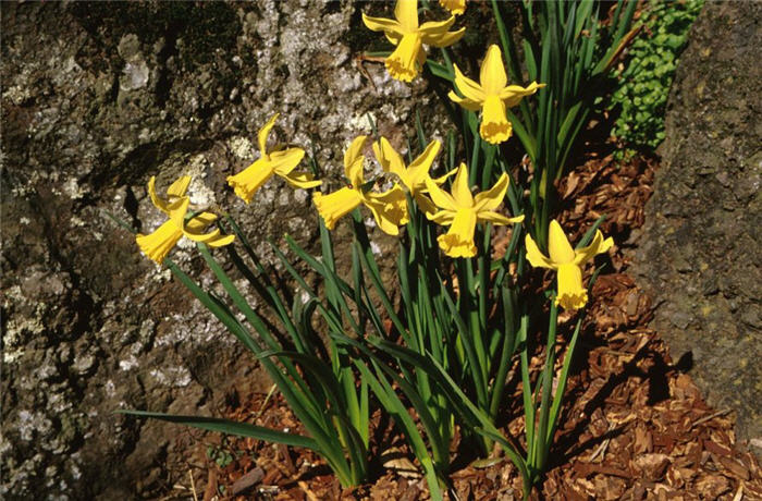 Plant photo of: Narcissus pseudonarcissus