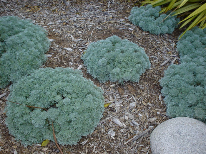 Plant photo of: Artemisia schmidtiana