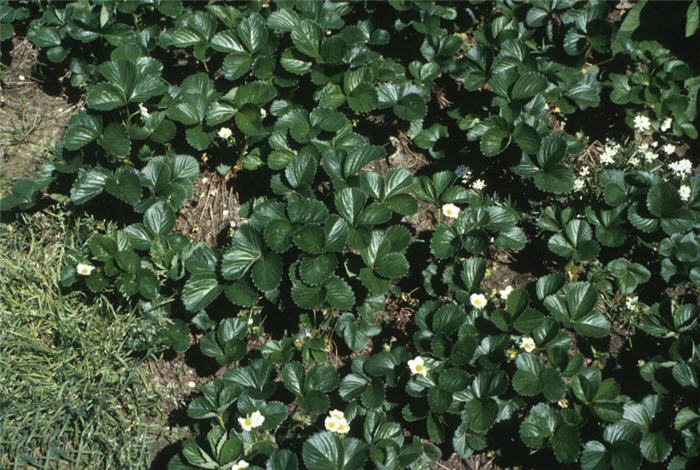 Plant photo of: Fragaria chiloensis