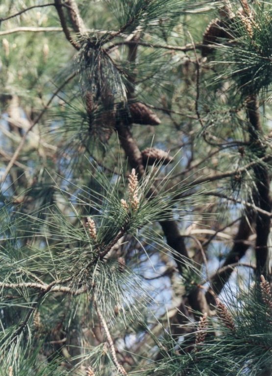 Plant photo of: Pinus attenuata