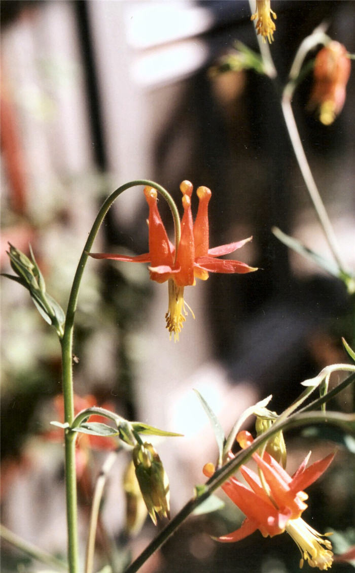Plant photo of: Aquilegia formosa