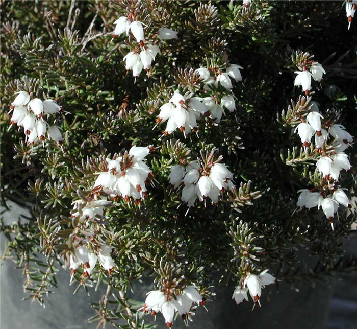 Erica X darleyensis 'Mediterranean White