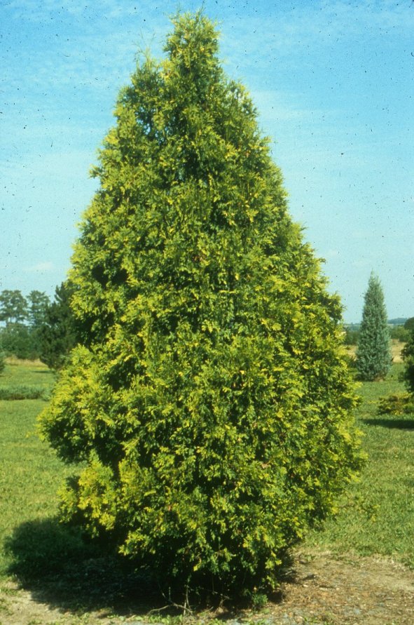 Plant photo of: Platycladus orientalis 'Douglasii Aurea'