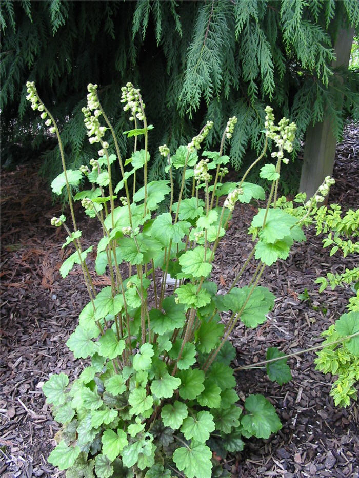 Plant photo of: Tellima grandiflora 'Forest Frost'