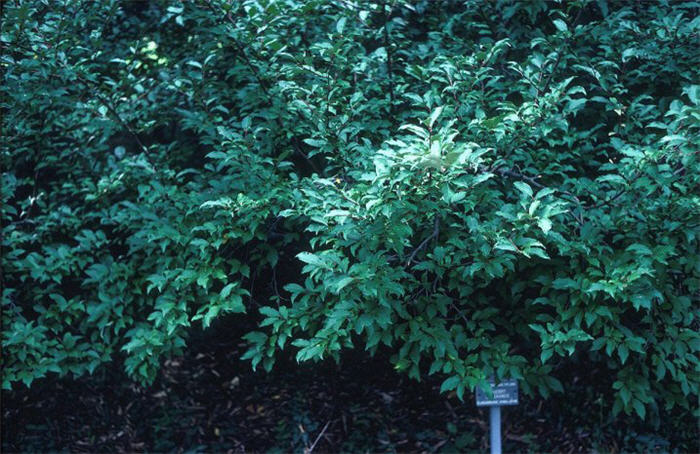 Plant photo of: Elaeagnus multiflora