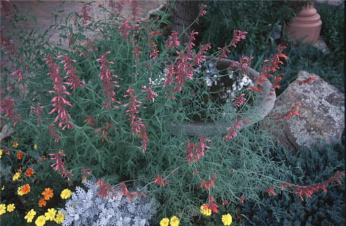 Plant photo of: Agastache rupestris